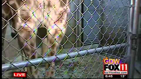 Neil Anderson talks about the giraffes at the NEW Zoo