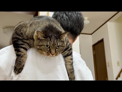 Nekojima Mametaro - YouTube