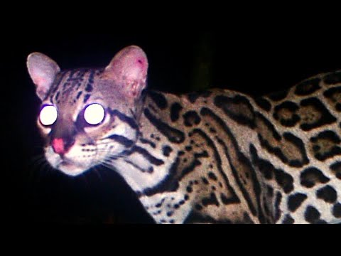 venomous snakes in north america Fearless Young Ocelot Loves the Trail Camera, Catches a Snake