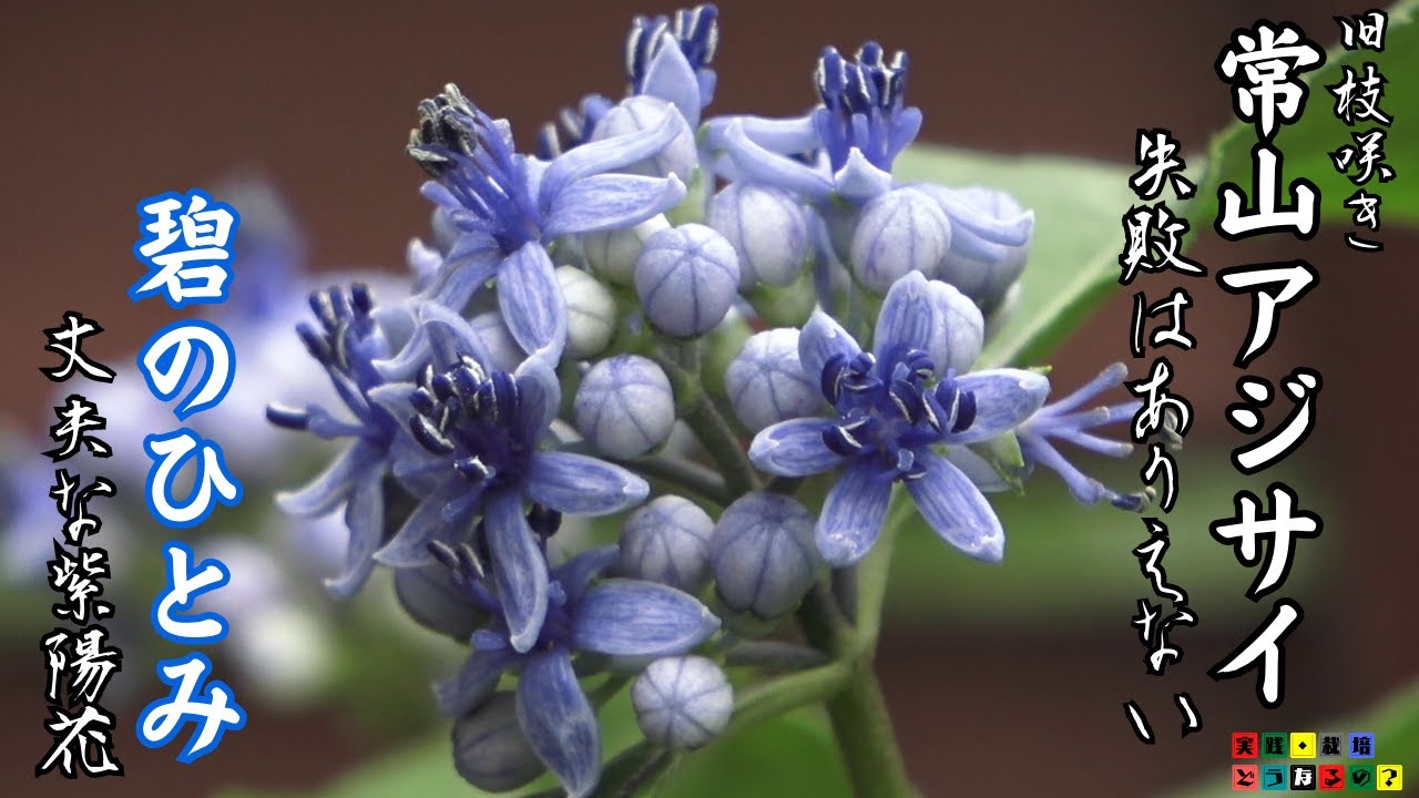 星形でブルーの花姿【アジサイ】失敗はありえません！丈夫で旧枝咲き/メンテナンスも簡単！【ガーデニング】グリーンアドバイザーが実践栽培！簡単な三つのポイント教えます。【園芸】植え方・育て方.育ち方