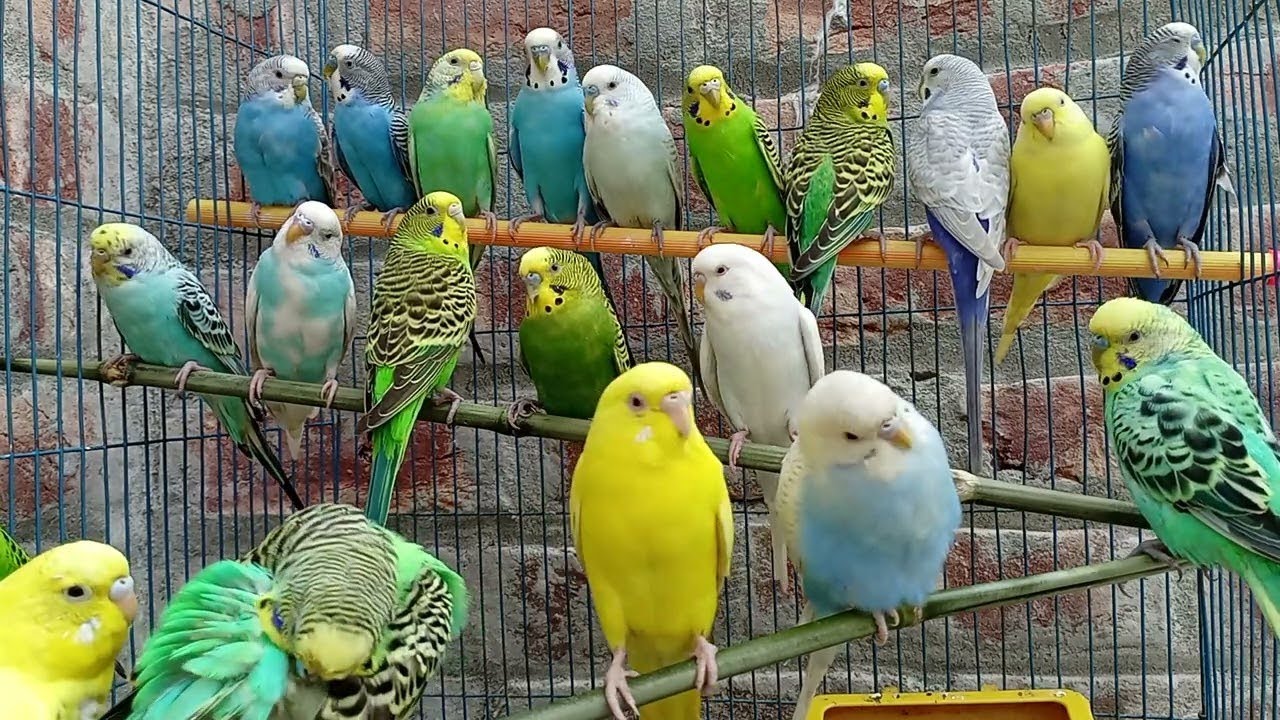 Budgie Sounds Parrots singing beautiful birds voice beautiful budgies