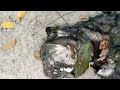 মাত্র কয়েক সেকেন্ডের ব্যবধানে কুকুরগুলো তারে মেরে ফেললো😥😥😥🥲🥲