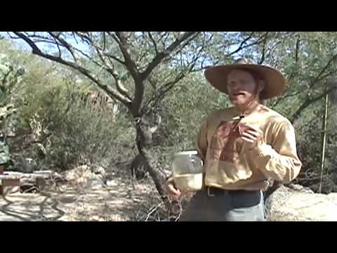 Video: Info Tumbuhan Mesquite: Cara Menanam Pohon Mesquite