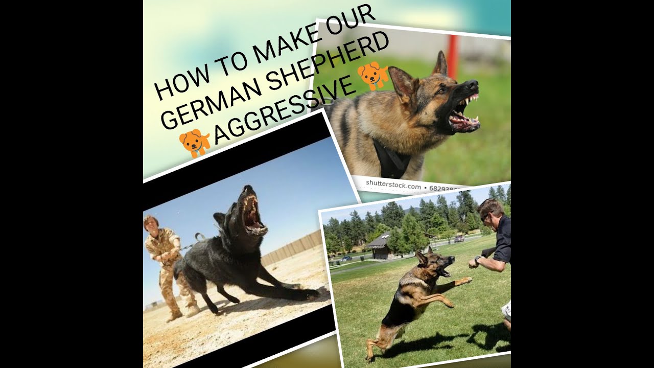 How to make our dog " AGGRESSIVE" 😤😤 YouTube