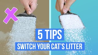 How To Transition Your Cat to New Litter by PrettyLitter 11,559 views 3 years ago 2 minutes, 42 seconds