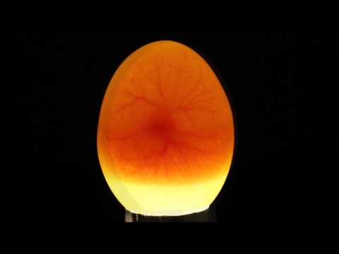 Video: Hvordan Ser Et Befruktet Egg Ut I En Kylling?