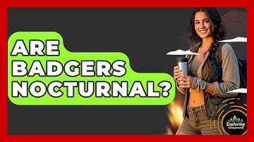 Are Badgers Nocturnal? - Exploring Campgrounds