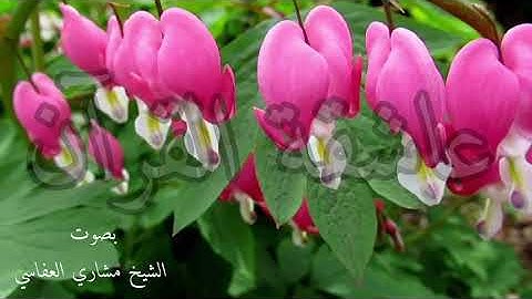 من سورةالبقرة من آية(١١-٢٠)الشيخ مشاري العفاسي.
