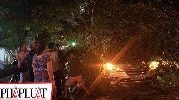 PLO - Cây bật gốc đè trúng ô tô đang chạy ở TP.HCM