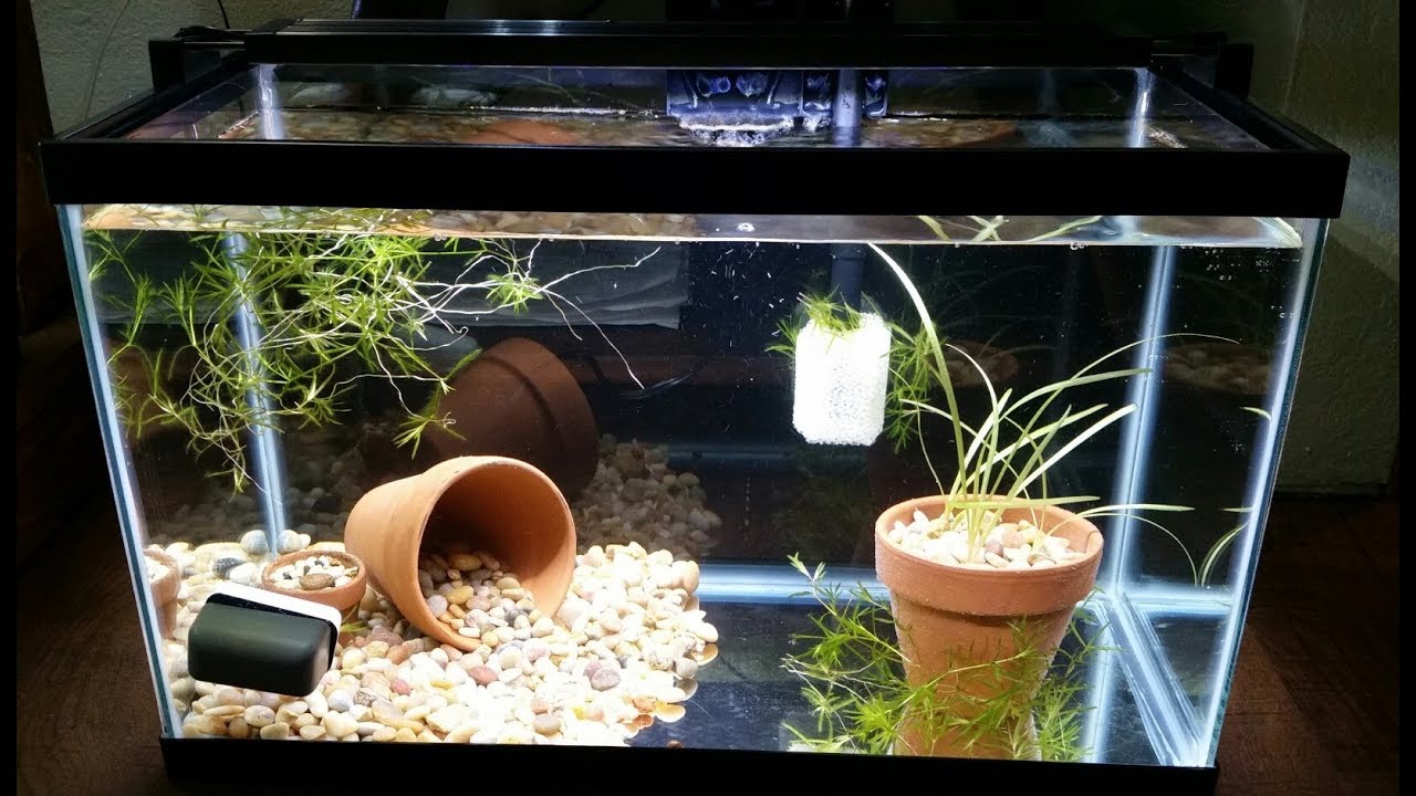 How To: Basic Aquarium Setup! Step-by-step, Easy, & Everything a (Small)  Fish Needs! 