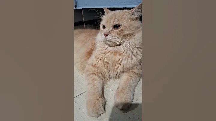 Video 10271221: cat cutecat kucing kitten, cat kitten cutecat pets, cats kucing pet animal, pets cutecat funny kucing, kitten kucing cute pets