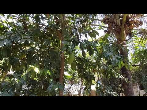 ANNONA MURICATA IN