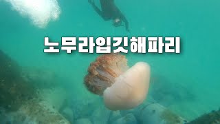 210912 노무라입깃해파리!!!