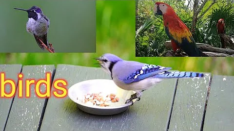 Most Beautiful Birds in the World Breathtaking Beauty of Earth's Most Exquisite Birds | Relaxation