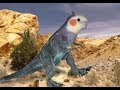 Cockatiels are the BEST | MADNESS Edition | Happy Cockatiels | Cockatiel Funny Videos |