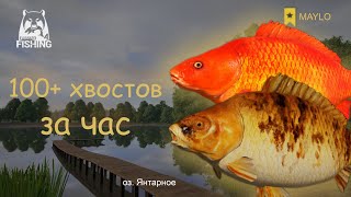 видео: 800+ монет, Янтарное, карп, фарм серебра | Русская Рыбалка 4 | РР4 MAYLO #русскаярыбалка4 #майло рр4 картинка: 800+ монет, Янтарное, карп, фарм серебра | Русская Рыбалка 4 | РР4 MAYLO #русскаярыбалка4 #майло рр4