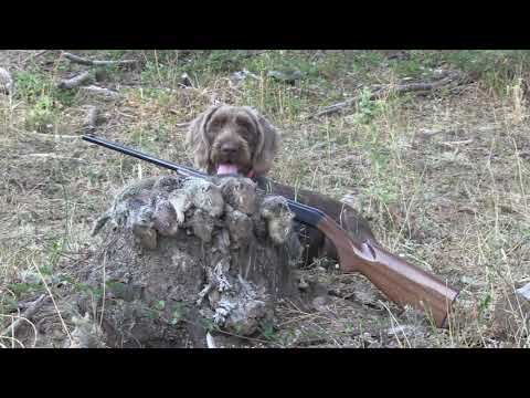 Raising and Training a Hunting Dog