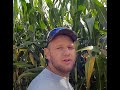 Corn Silage Harvest 2020