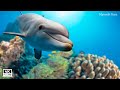 Soothing music to relax  beautiful creatures under the ocean  myoozik buzz