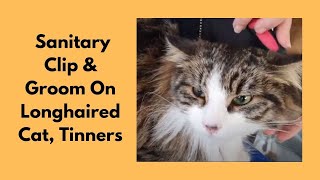 Sanitary Clip & Groom On Longhaired Cat