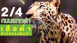 กบนอกกะลา : เสือดำ หัวใจของผืนป่า ช่วงที่ 2/4 (26 เม.ย.61)