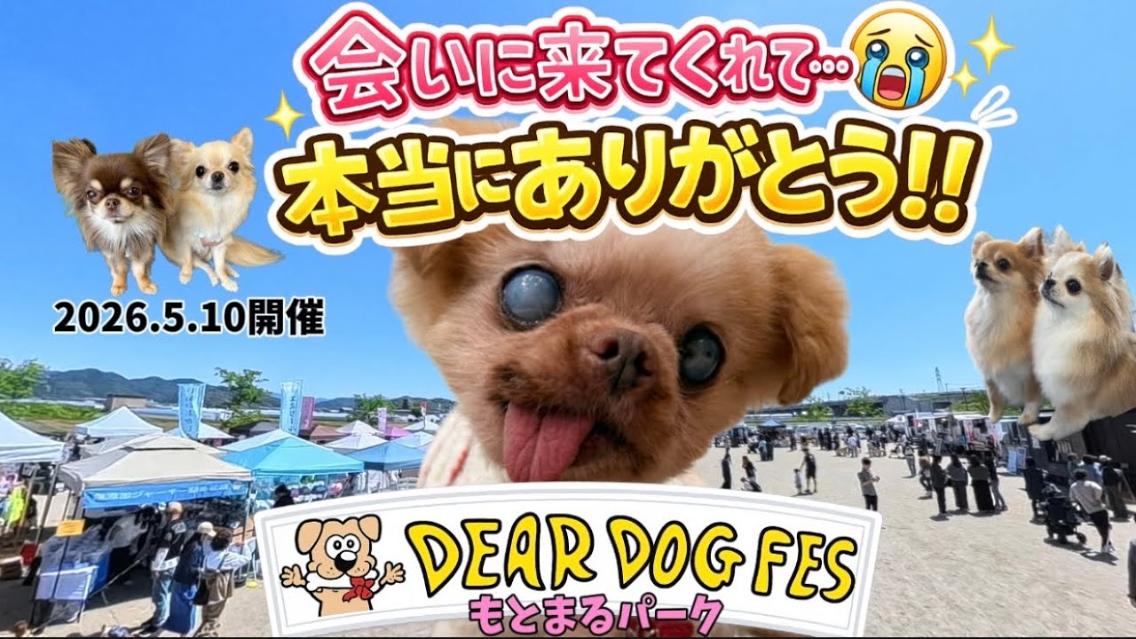 dear dog fes] I never thought this day would come - YouTube