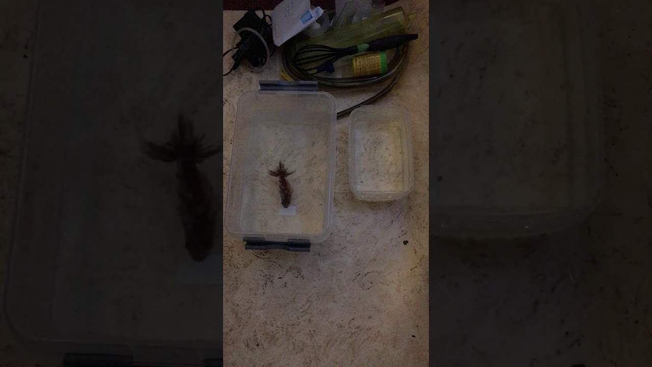 Goldfish in saltwater bath YouTube