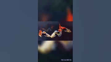 Top 5 loài cá cảnh dễ nuôi mà không cần oxi #shorts #cacanh