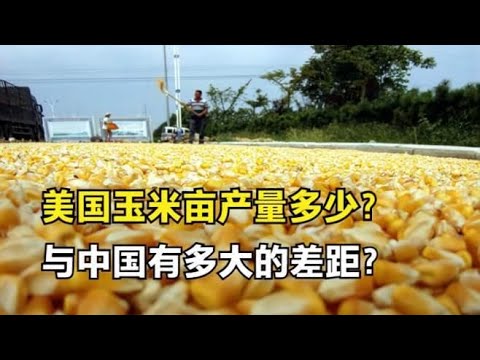 视频: 玉米在美国有什么用？
