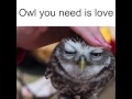 Owl You Need is Love