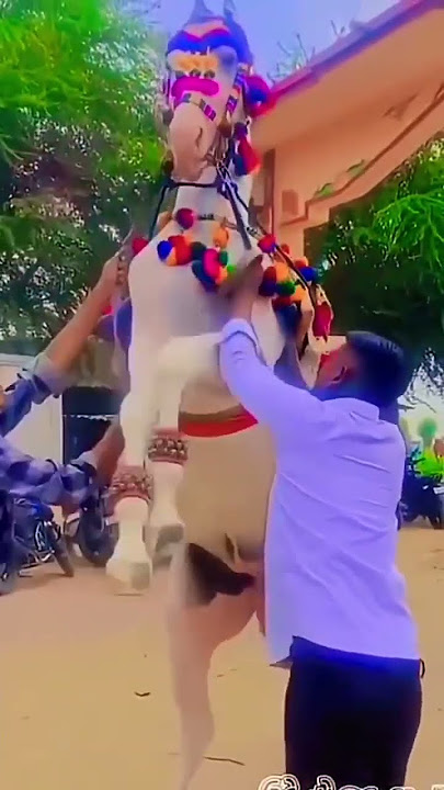 Hasbi Rabbi Jallallah \\Horse Dance 🐎 #shirobirinul #horse #allahallahallah#hasbirabbi #horseriding