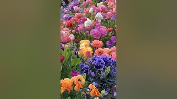 سورة الكهف مكية حافظ امين الدين دانجي قرآن