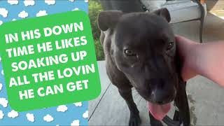 MEET CONLEY AT KC PET PROJECT