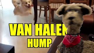 VAN HALEN - JUMP (HUMP) THE UNDERDOGS SHOW Resimi