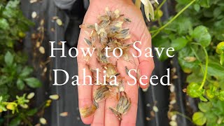 How to Save Dahlia Seed