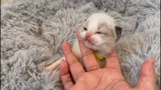 HAPPY'S KITTENS  YELLOW COLLAR  SEAL BI COLOUR    KITTEN BORN 25 JAN 2024 (KITTENS AVAILABLE)