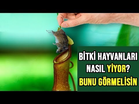 Video: Hayvanlar Ve Bitkiler Suyu Nasıl Depolar?