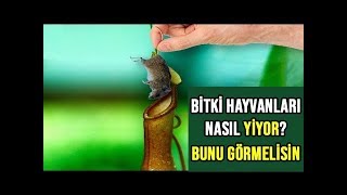 Hayvanları Yiyen Etçil Bitkiler - Bitkiler Hayvanları Nasıl Yiyor?