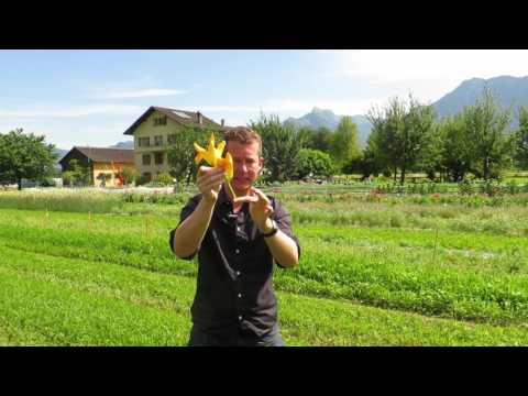 Vidéo: Faire la pollinisation croisée des plantes de courge et de concombre