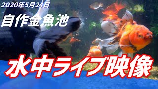 自作池　水中カメラライブ映像