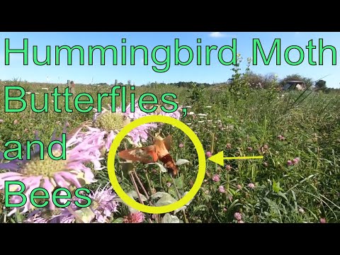 Video: Wat is een kolibrievlinder – Leer meer over bestuivers van kolibrievlinders