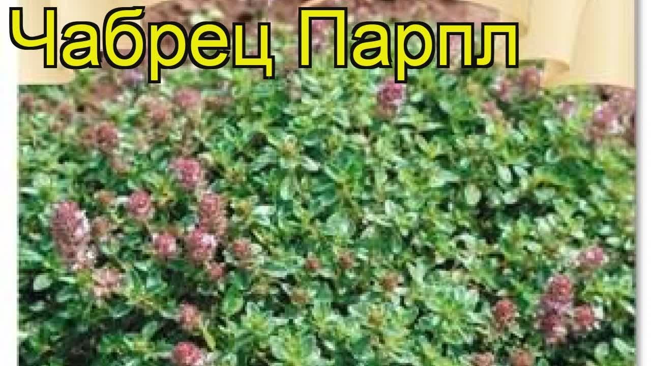 Где Можно Купить Семена Чабреца