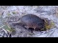 What is this  FLORIDA ARMADILLO DIGGING for????