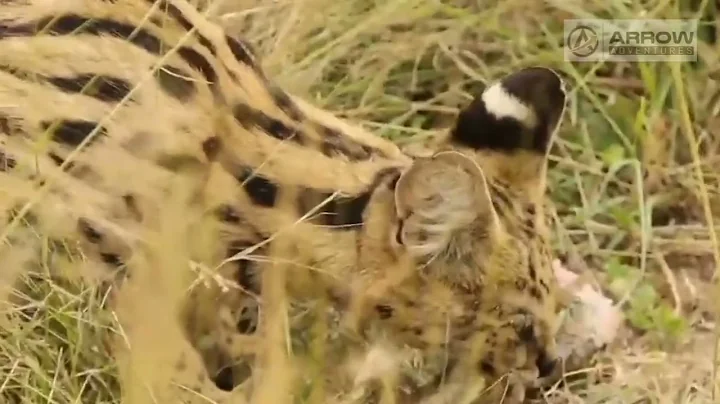 Watch the video about Serval Cat eating a snake.