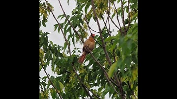 Female Northern Cardinal Loud Call - A Bird Sitting In A Tree - #shorts