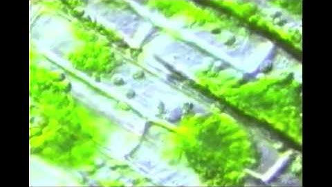 Cells the building blocks of life