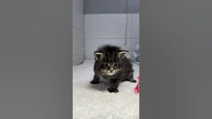 Video 6804951: maine coon kitty cat, tiger maine coon, maine coon kittens love