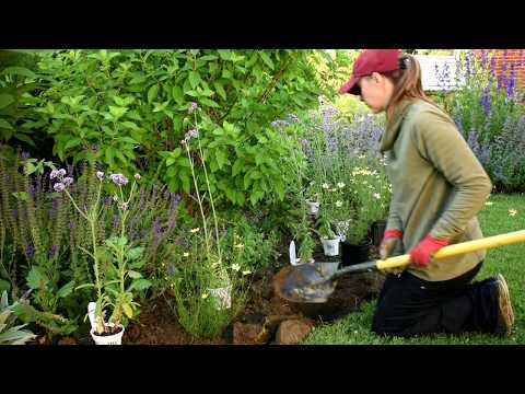Peaceful Gardening // Planting Meteor Shower Verbena and Moonbeam Coreopsis