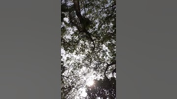 Sky view in between trees | beautyful nature video