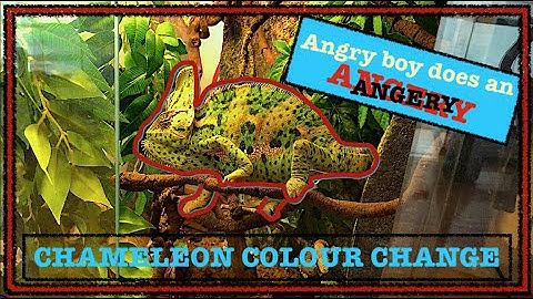ANGRY Chameleon Changes Colour right in front of your eyes!